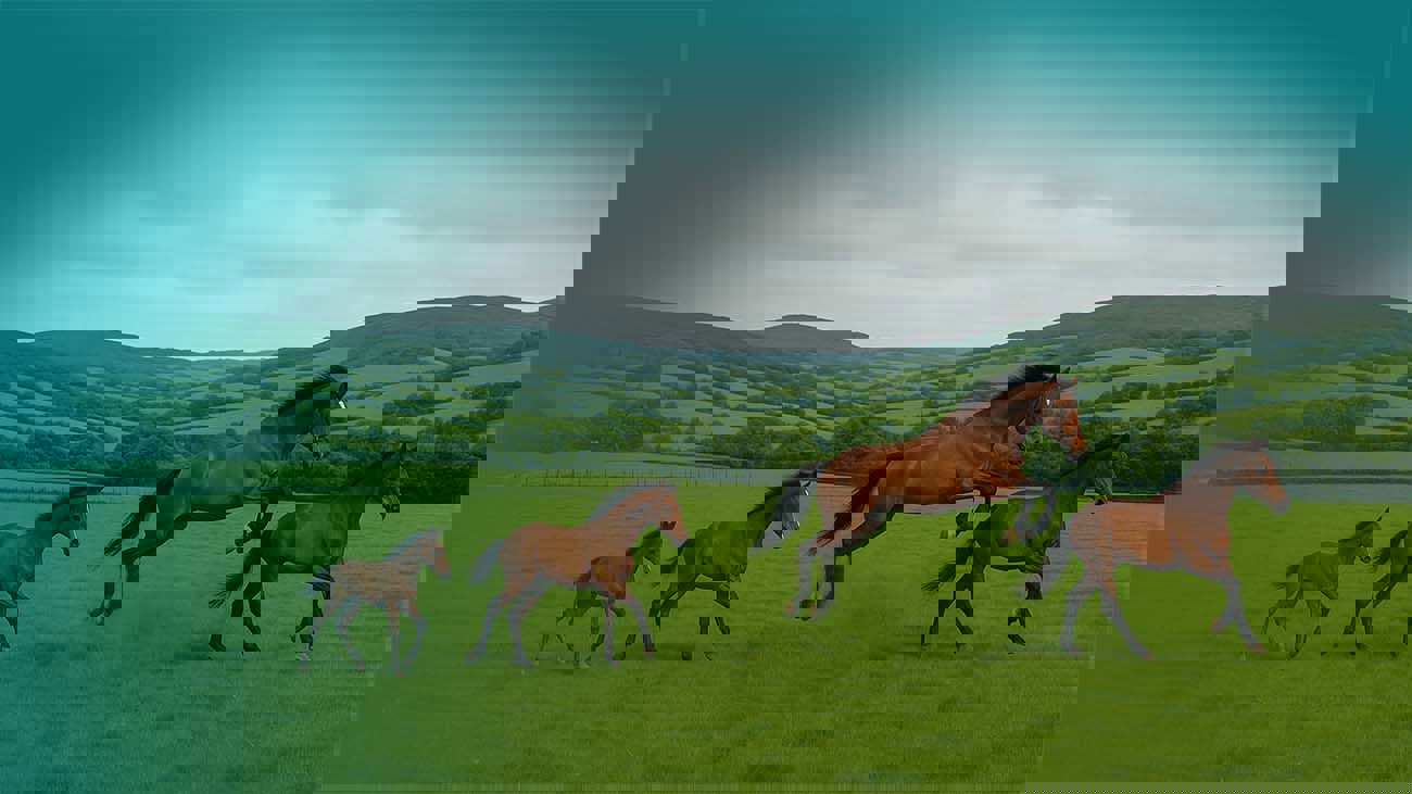 From Foal To Retiree How Your Horse’S Insurance Needs Change Over Time.Png