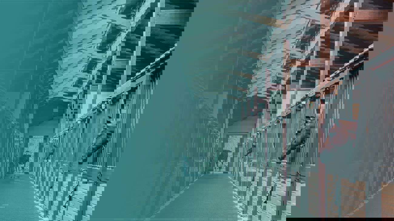 Avoiding Common Equine Insurance Mistakes A Guide For Irish Horse Owners And Trainers.Png