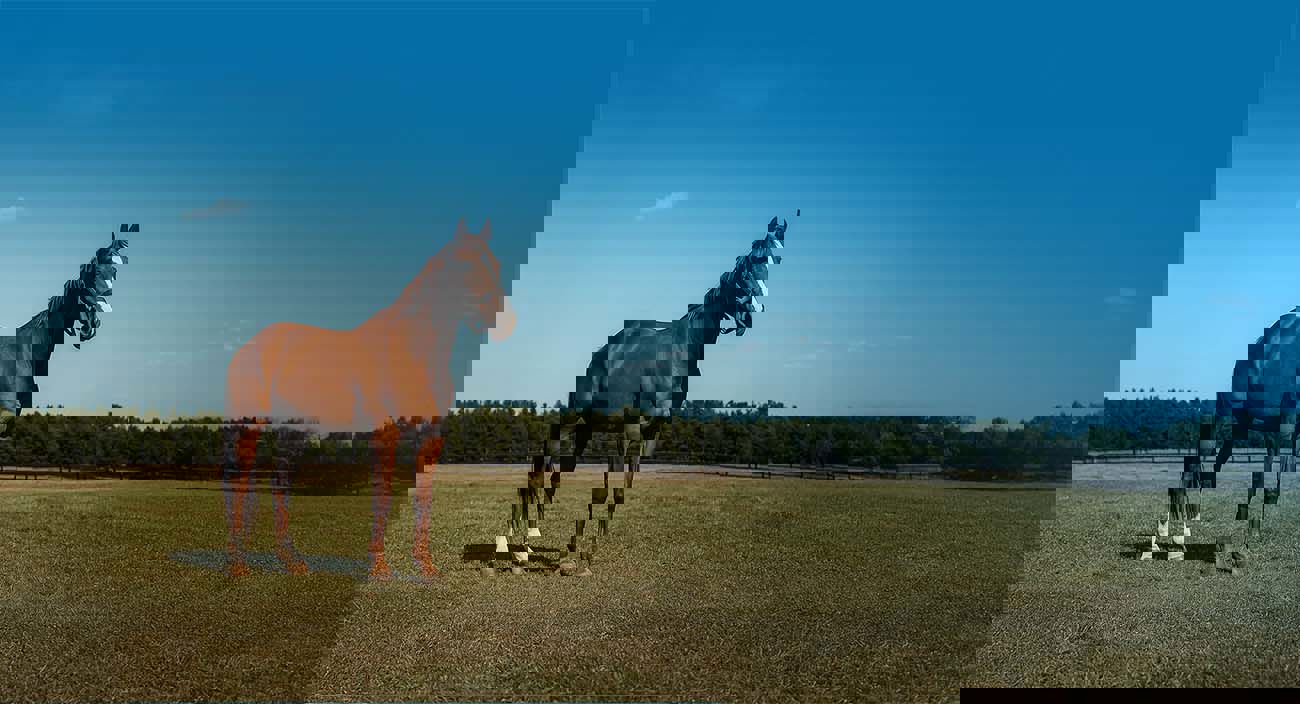 Avoiding Common Horse Insurance Mistakes A Comprehensive Guide.Png