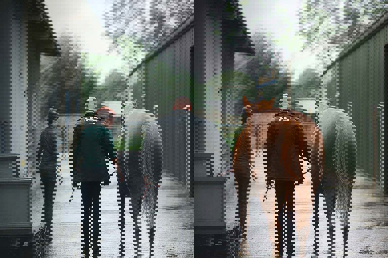 6 Common Equine Insurance Questions In Ireland Answered By Clear Insurance Ireland